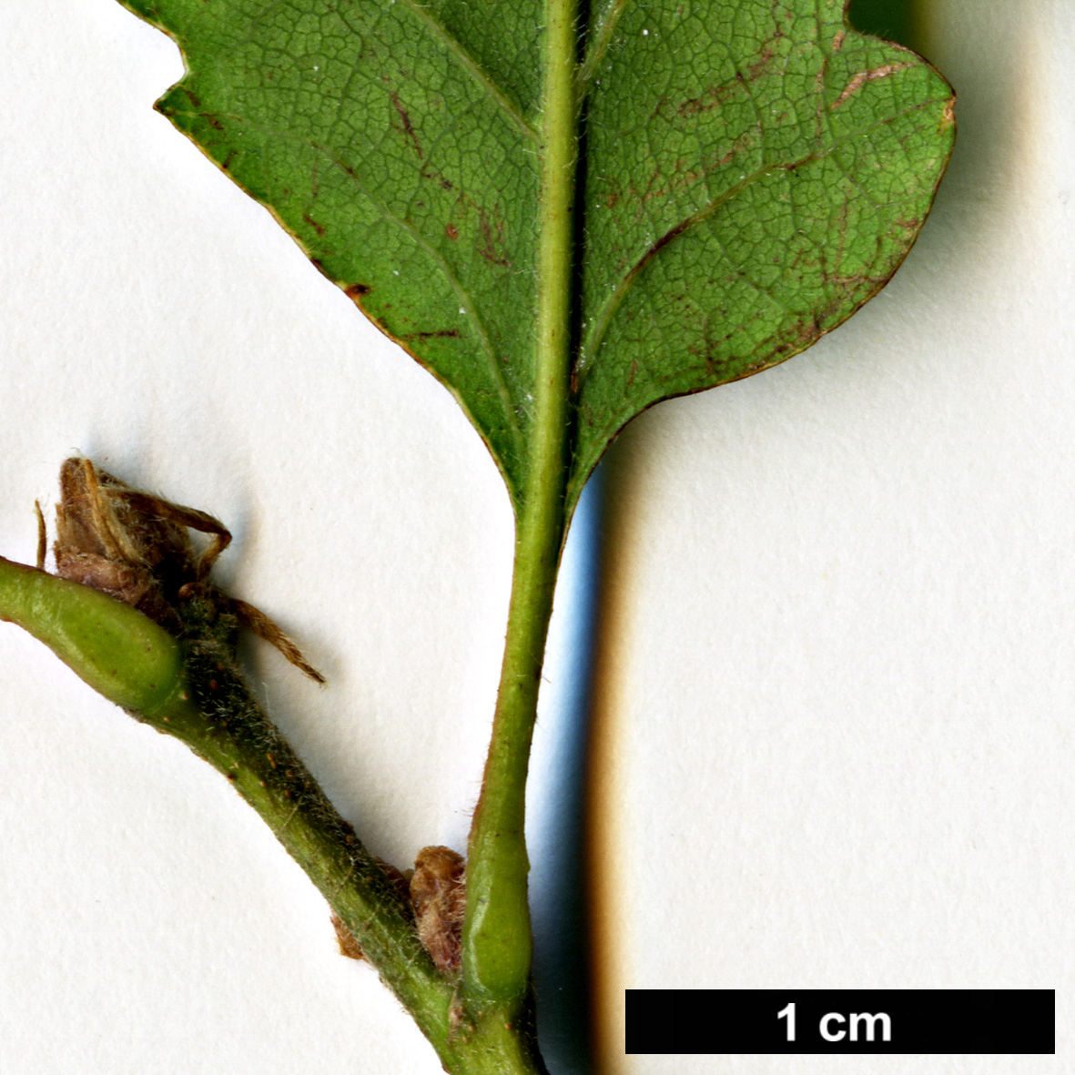 High resolution image: Family: Fagaceae - Genus: Quercus - Taxon: garryana - SpeciesSub: subsp. semota